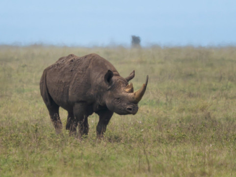 Rhythms of Nature-内罗毕必去景点