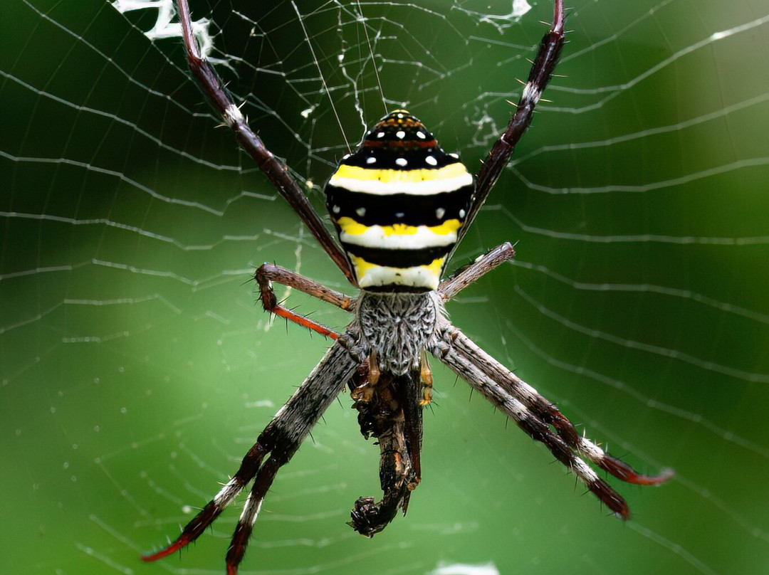 Faunagraphic Wildlife Tours-布里斯班必去景点