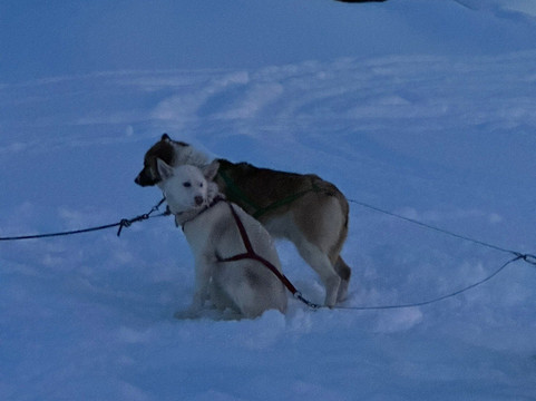 Green Dog Svalbard-朗伊尔城必去景点