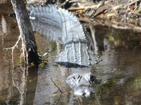 Swamp Fever Airboat Adventures-Lake Panasoffkee必去景点