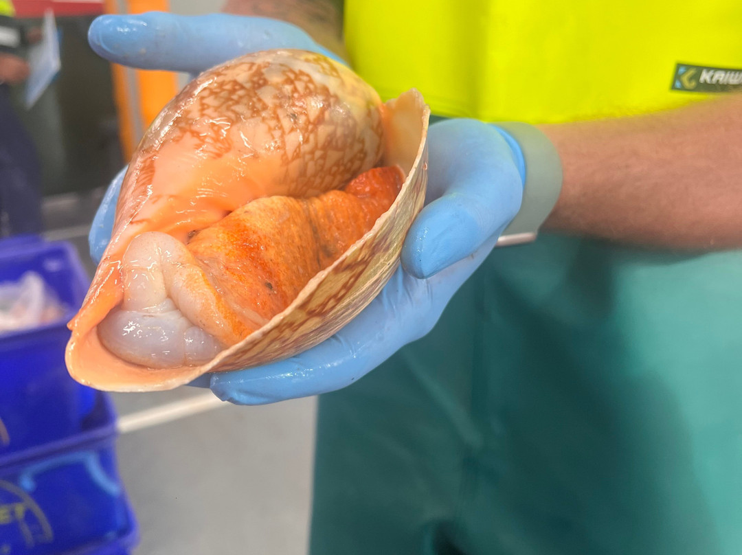 Behind the Scenes at Sydney Fish Market-悉尼必去景点