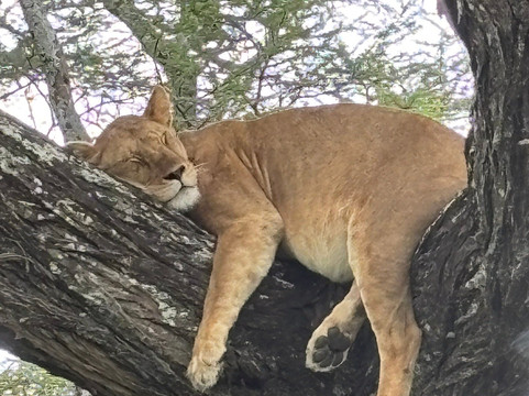 Tanzania-Experience-阿鲁沙必去景点