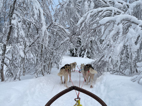 Senja Husky Adventure-Senja必去景点