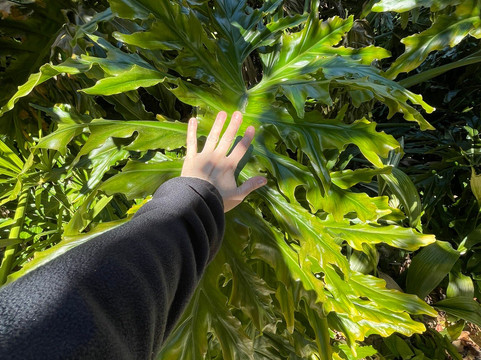 Weeki Wachee Springs State Park-Spring Hill必去景点
