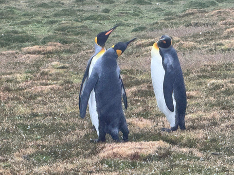 Kidney Cove Tours-Stanley必去景点