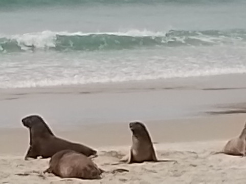 Clearwater Wildlife Tours-但尼丁必去景点