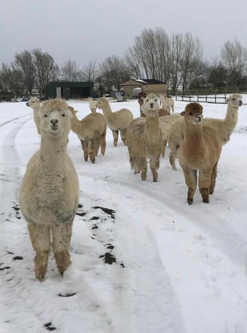 Cary Alpacas-约维尔必去景点