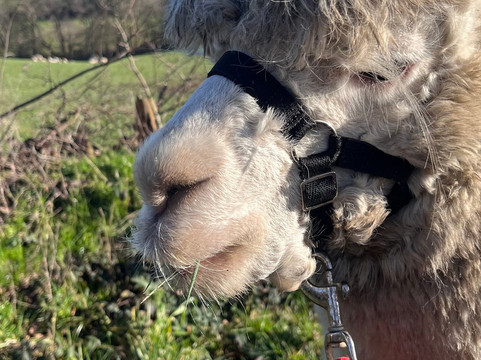 Walking the goats at Lower Coates-巴恩斯利必去景点