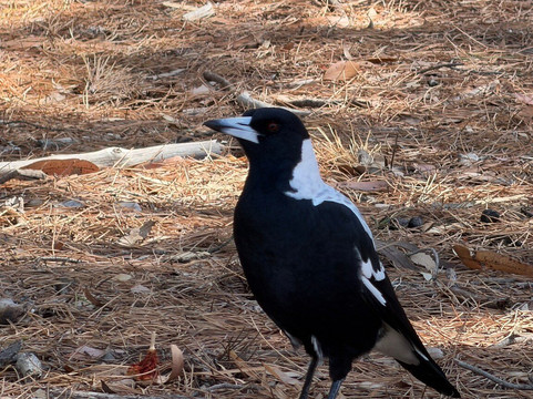 Serendip Sanctuary-Lara必去景点