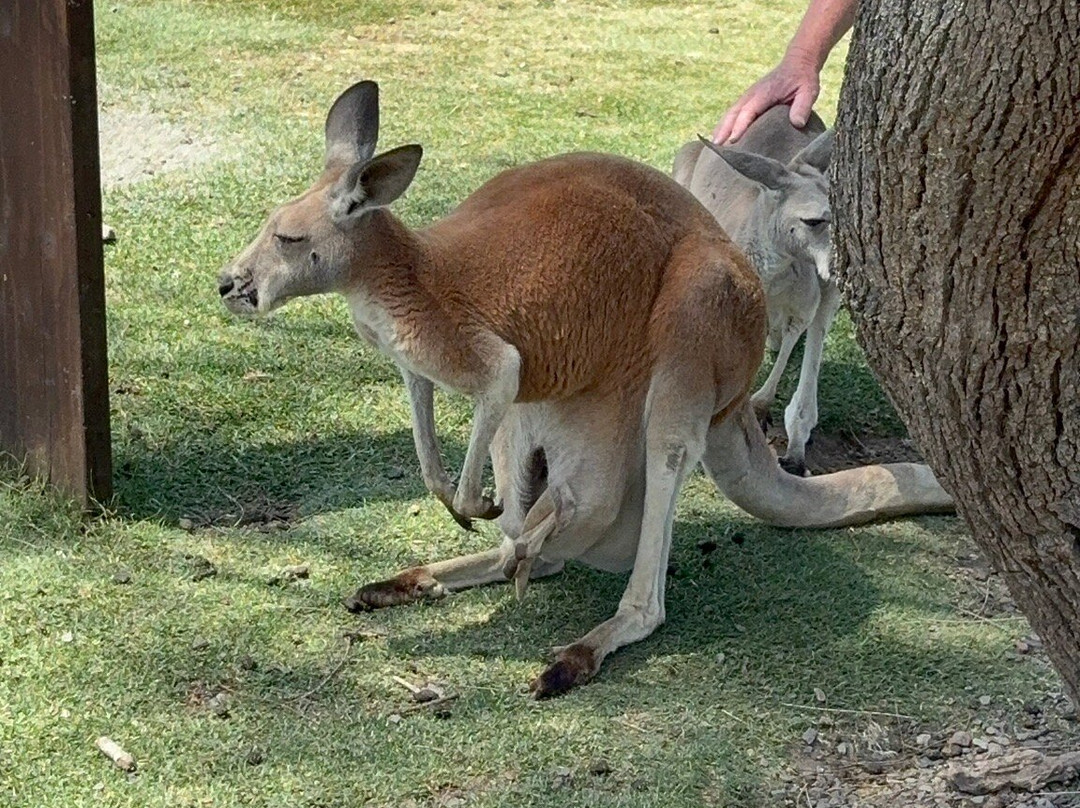 Oakvale Wildlife Park-威廉斯顿必去景点
