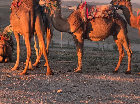 Agafay Desert Camel Ride-Agafay必去景点