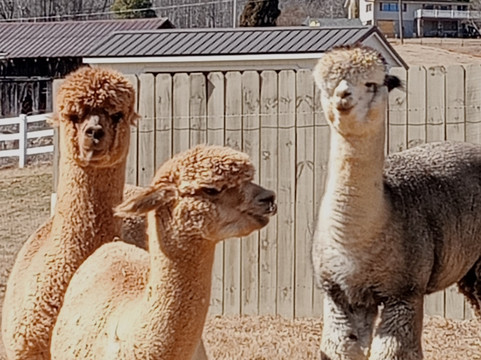 Winchester Creek Farm-韦恩斯维尔必去景点