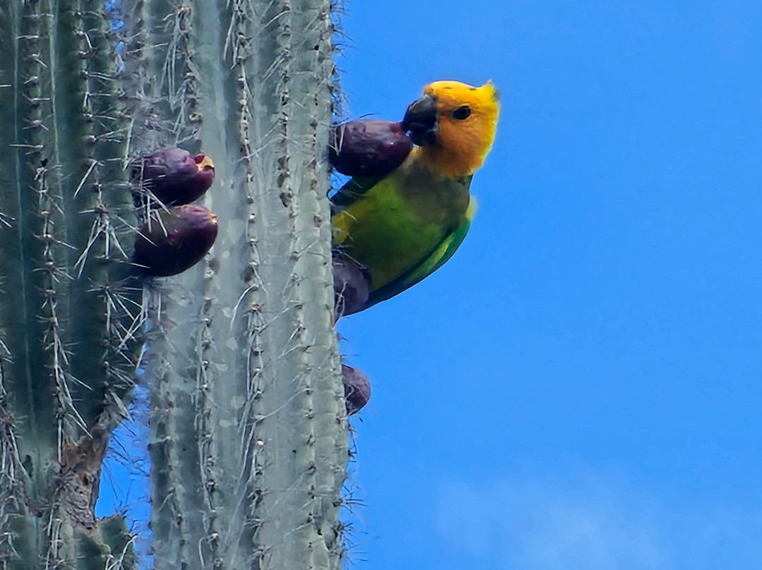 1000 Steps-博奈尔岛必去景点