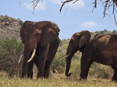 Banok Safaris-内罗毕必去景点