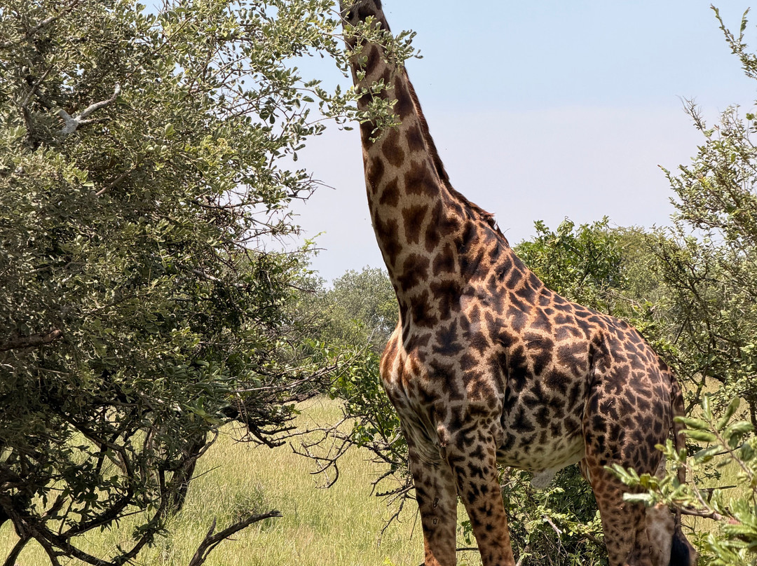 Shayona Safaris & Tours-姆万扎必去景点