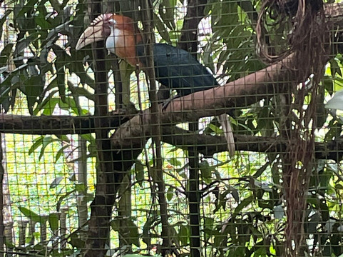 Port Moresby Nature Park-莫尔兹比港必去景点