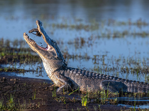 Myakka River State Park-萨拉索塔必去景点