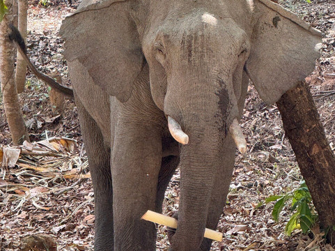 Elephant Conservation Center-Sayaboury必去景点