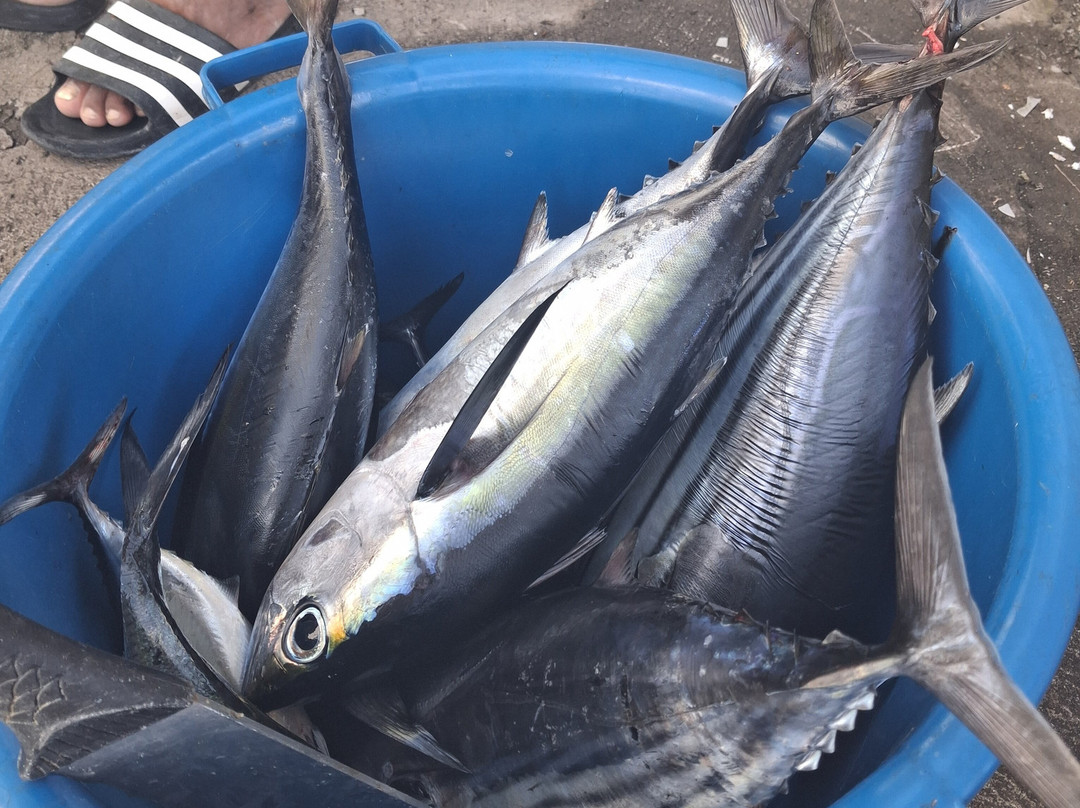 Carib Evasion-Case-Pilote必去景点