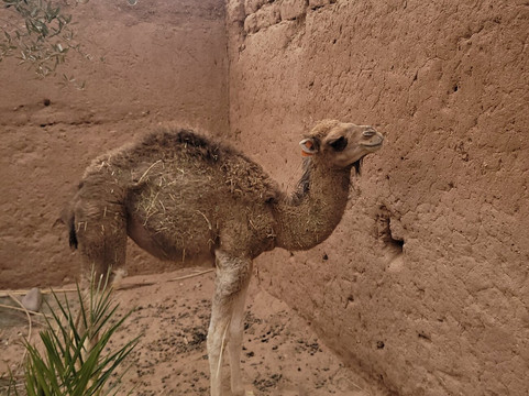 Camp Sahara at Dar Al Fannana 'The Artists house'-迈哈米德必去景点