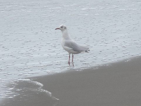 Humedal Rio Maipo-圣安东尼奥必去景点