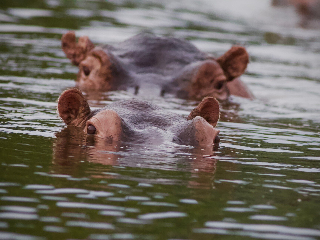 Exclusive Uganda Safaris-坎帕拉必去景点
