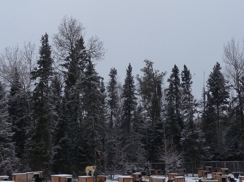 Chilly Dogs Sled Dog Trips-伊利必去景点