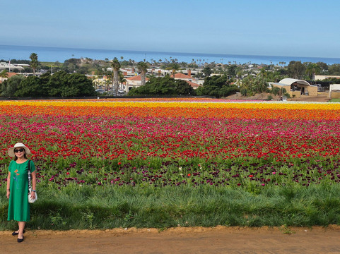 The Flower Fields at Carlsbad Ranch-卡尔斯巴德必去景点