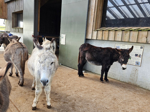 The Flicka Foundation - Donkey Sanctuary-Penryn必去景点