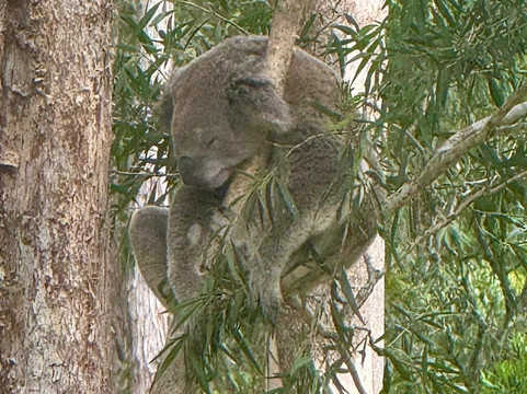 考拉医院-麦克夸利港必去景点