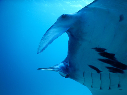 OK Maldives-马累必去景点
