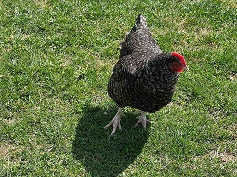 Winchester Creek Farm-韦恩斯维尔必去景点