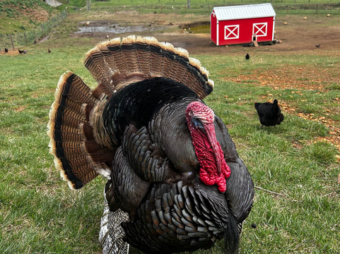 Cress Creeks Farm And Corn Maze-Ellijay必去景点