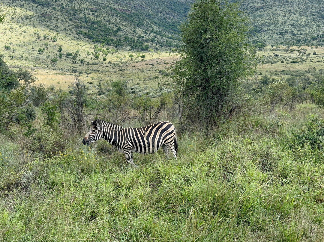 Pilanesberg National Park-太阳城必去景点