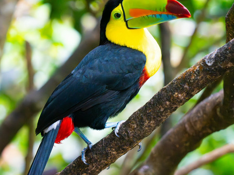 Costa Rica Focus-圣何塞必去景点