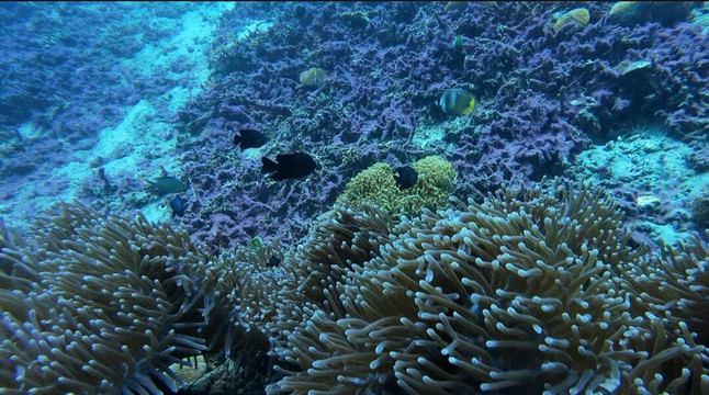 Nico Dives Cool - Day Tours-沙努尔必去景点