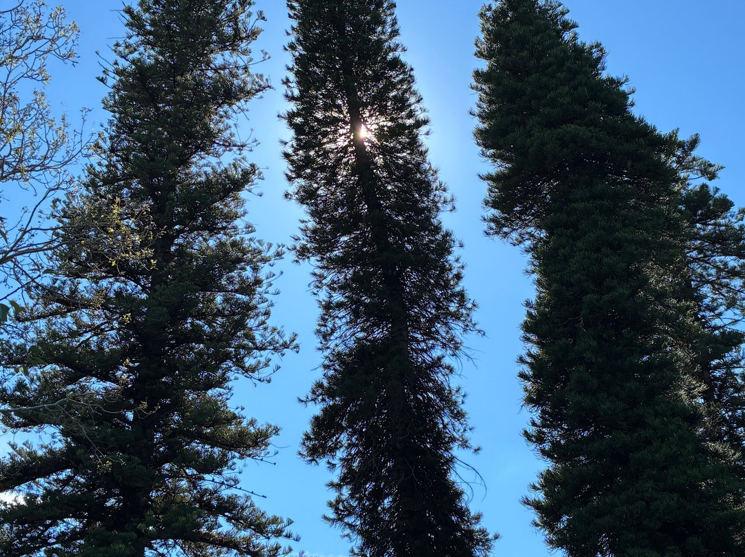 植物园-阿德莱德必去景点