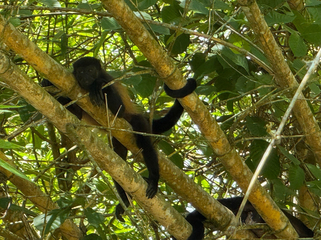 Kokopelli Wildlife Tours-Sierpe必去景点