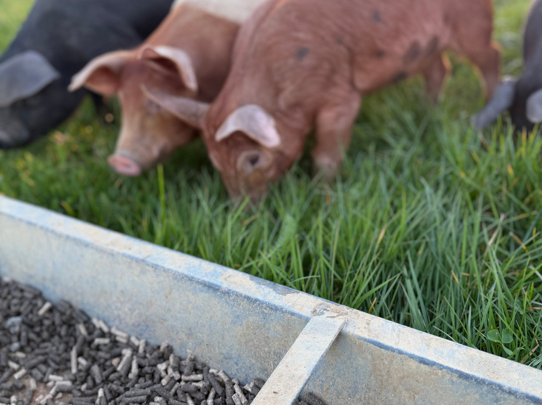 West Lodge Farm Park-Desborough必去景点