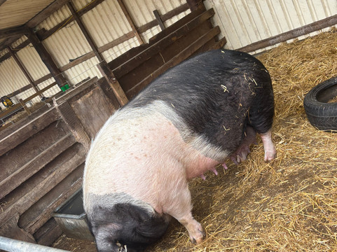 Thrift Farm-Whaddon必去景点