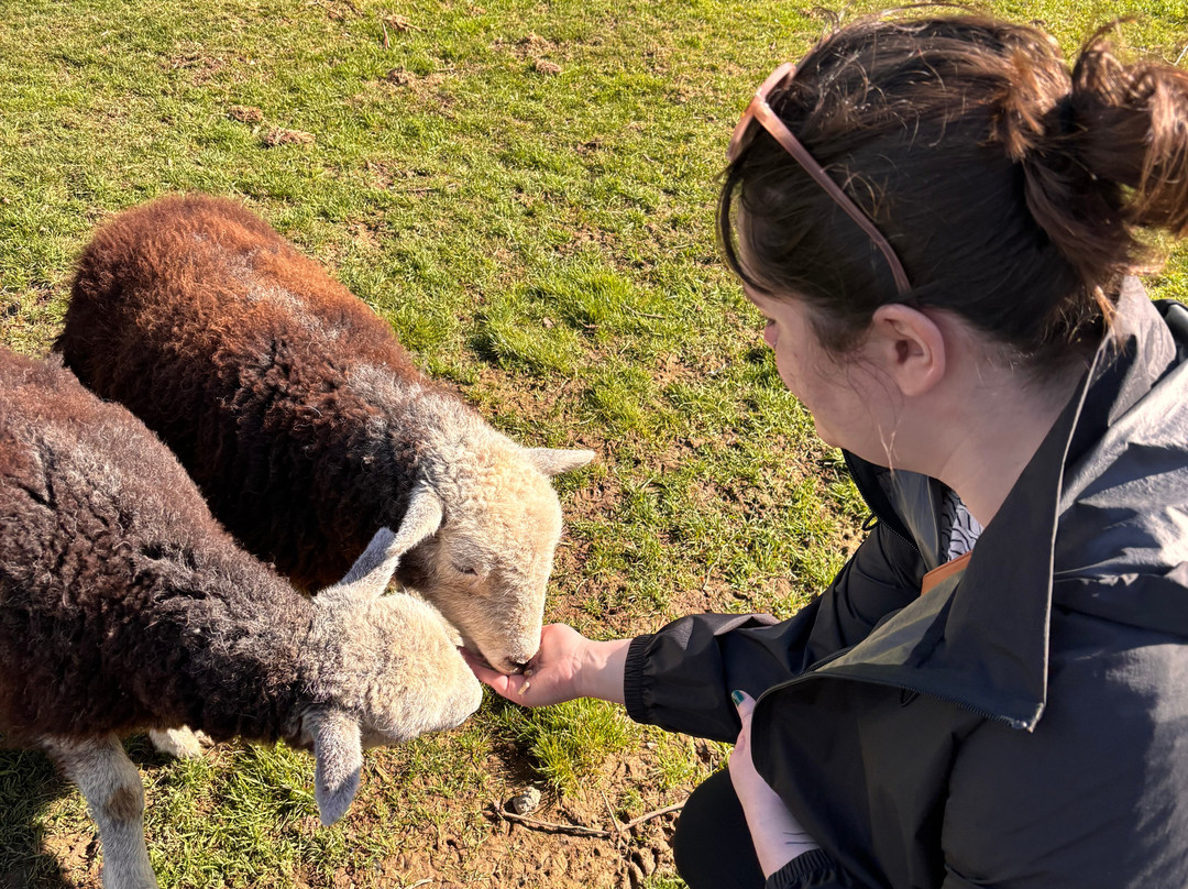 Sheep Smarts-Rathdrum必去景点