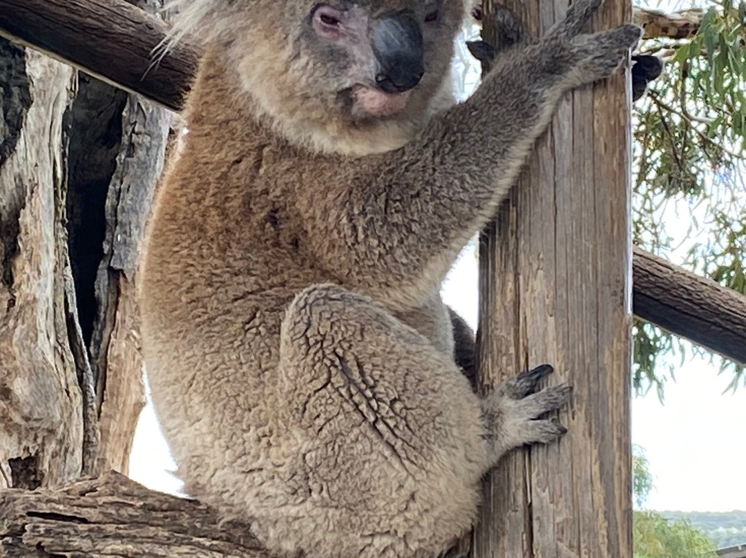 Glen-Forest Tourist Park & Vineyard-Port Lincoln必去景点