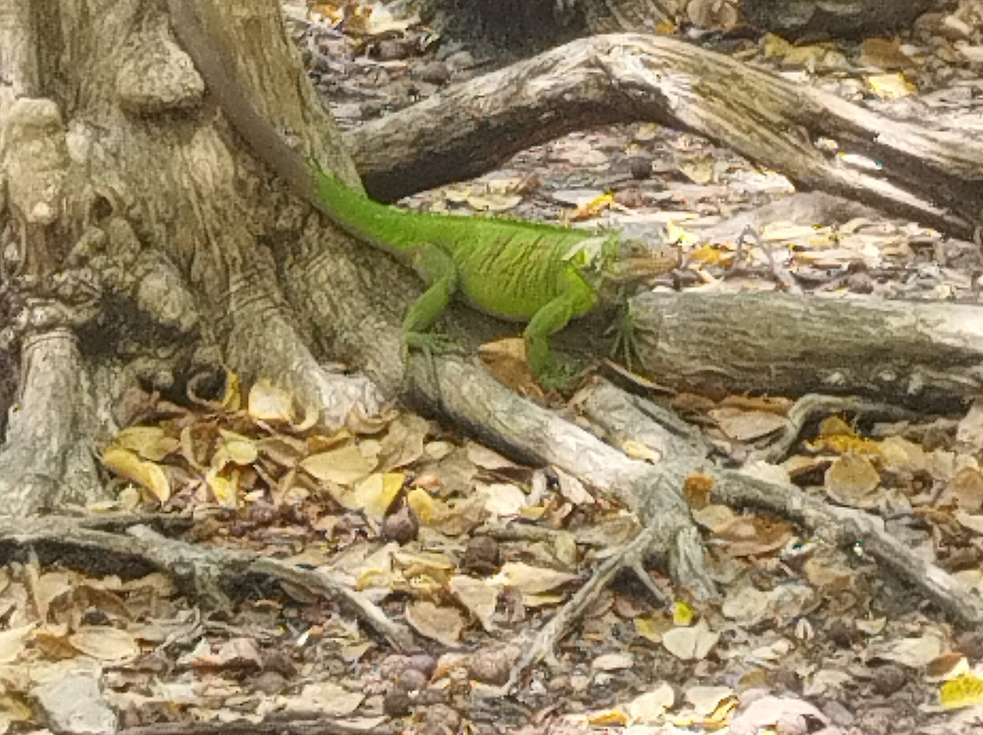 Catamaran Bwa Drese-Le Robert必去景点