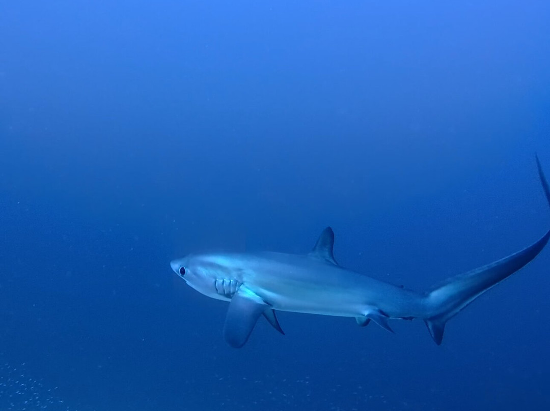 Pelagic Divers Fuvahmulah-Fuvahmulah必去景点