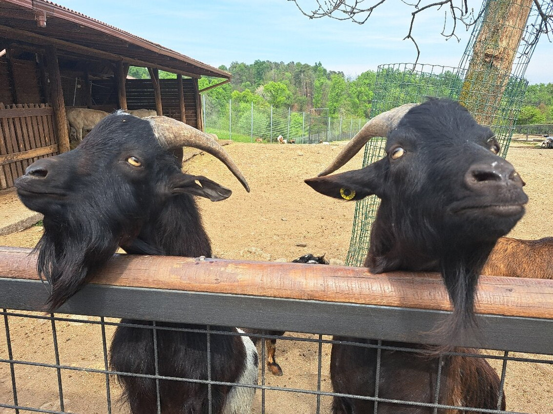 Safari Park-Pombia必去景点
