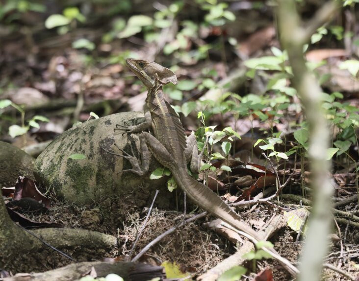 La Perla del Sur Adventures-Sierpe必去景点