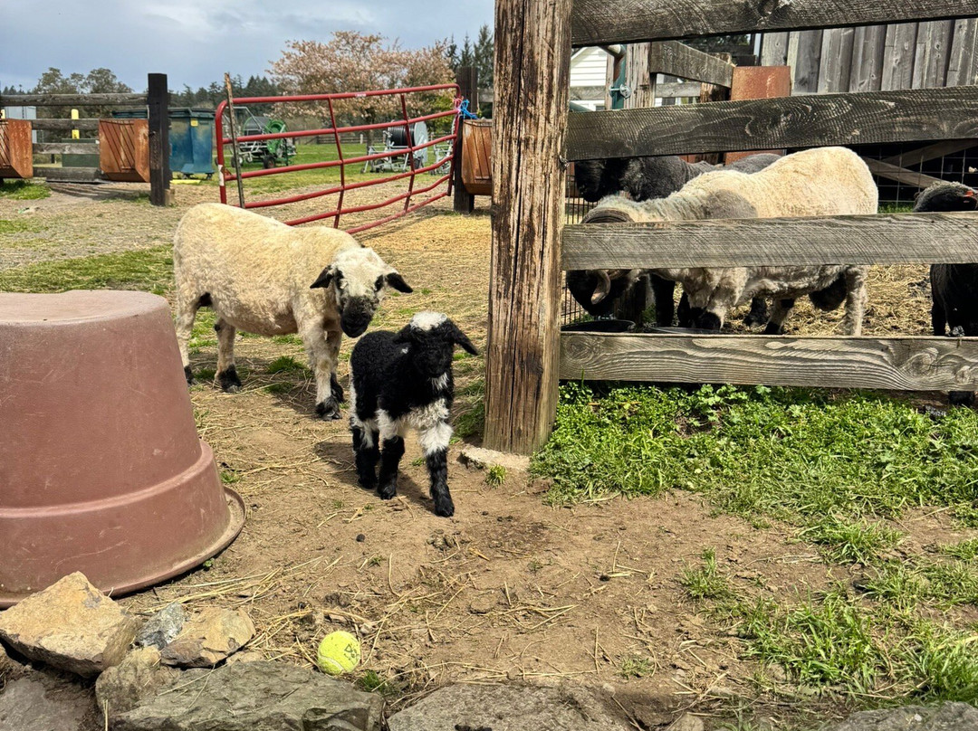 Amaro Farm-星期五港湾必去景点
