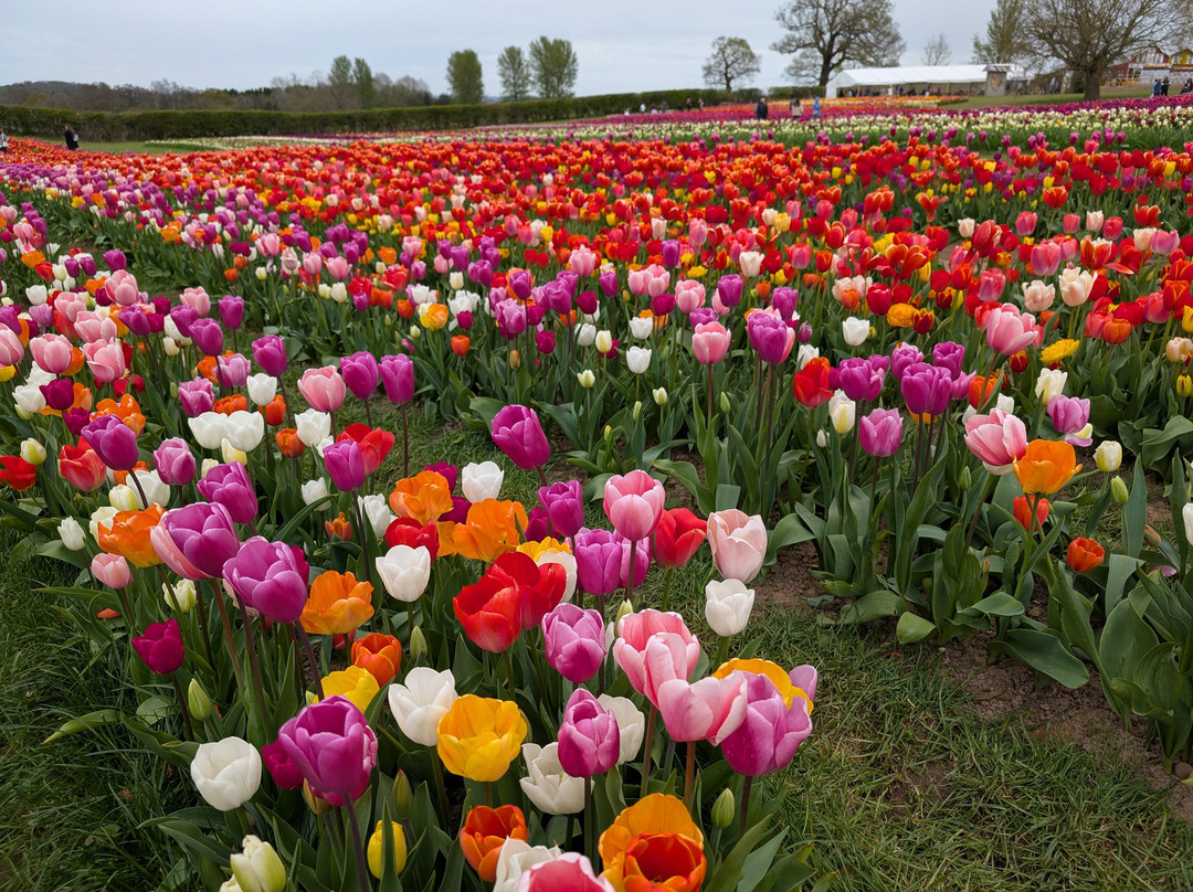 Tulleys Tulip Garden - Warwickshire-沃里克必去景点