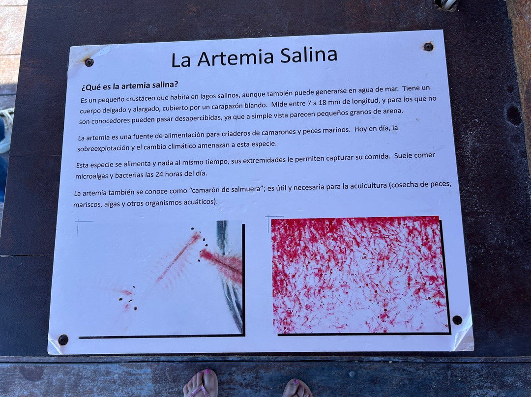 Las Coloradas-里奥拉加托斯必去景点