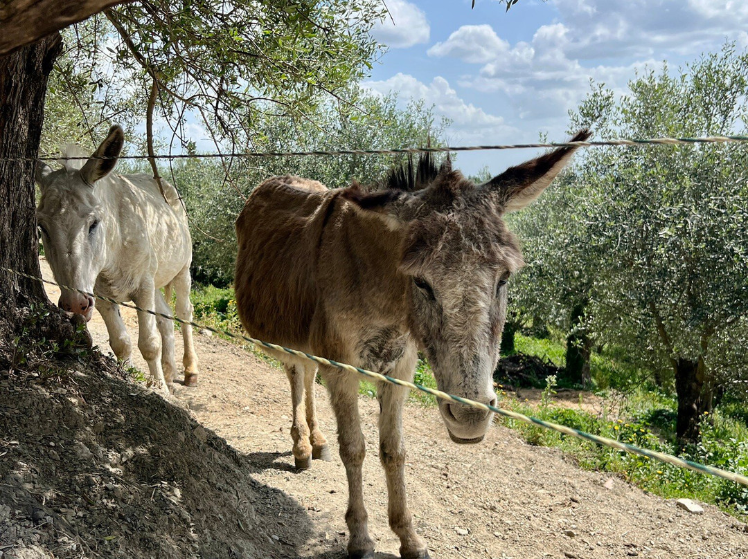 Fattoria di Fubbiano-San Gennaro Vesuviano必去景点